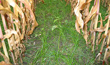 Catch crops give maize growers numerous benefits